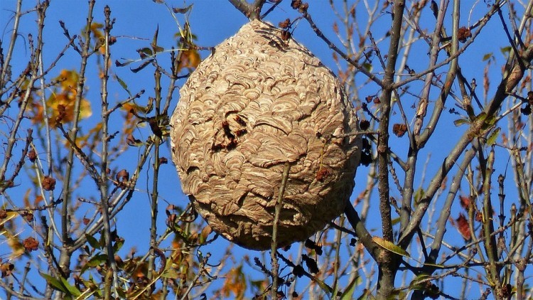 More than 2900 wasp nests destroyed in Lousada, Paços de Ferreira, Paredes, Penafiel and Valongo